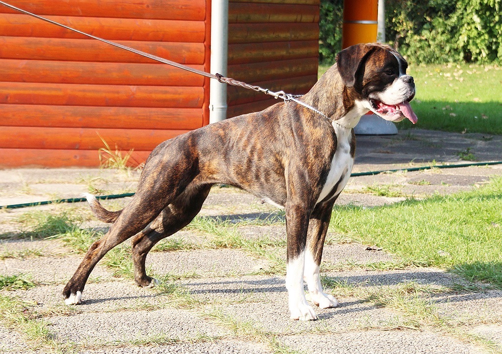 Nayra Boxserovo