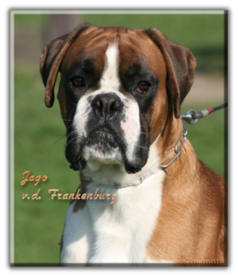 Jago von der Frankenburg